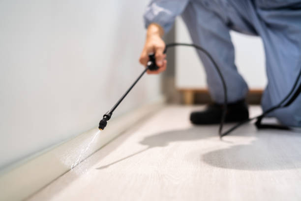 Licensed Wasp Removal service in Mineralwells, WV - Show Me Pest Control
